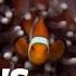 Anemone Killer Fish Traps World S Weirdest