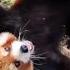 Red Pandas Are Like Puppies Cute Redpanda