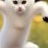 Try Not To Laugh Baby Cat Most Funny Dance Aicat Dancingcat Shorts