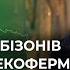 Американські бізони в Україні фермер з Вінниччини приручив диких тварин і підтримав ЗСУ на мільйон