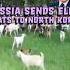 What S Behind Russia S Shocking 100 Elite Goats Gift To North Korea