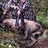 At 71 Years Young She Is Still Getting It Done Elkhunting Huntress Rifle 3006