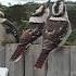 Kookaburras Laughing