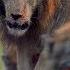 Hyena Pack Attacks Lion FULL CLIP Dynasties