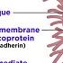 Types Of Tissue Part 1 Epithelial Tissue