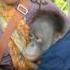 BKSDA Kalimantan Tengah Sita Orangutan Dari Pasangan Suami Istri NET24