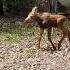 Moose Calf Enounter Part 2 Hear It Crying Out For Its Mother