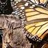 8 Hours Of Spectacular Monarch Butterfly Migration HD 1080p Nature Video NO MUSIC NO SOUND