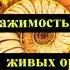 Биология параграф 36 Раздражимость свойство живых организмов