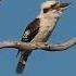 Kookaburra Calling