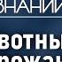 Как город влияет на эволюцию животных и насекомых Лекция зоолога Илья Гомыранова