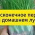 Лук на столе круглый год огород рецепт лук дача лукнаперо