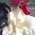 Top 10 Best Rooster Crowing Sound Effects Compilation Plus Funny Chicken Noises Rooster Noises