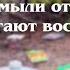 Вести от спасенного лебедя и птичек для друзей Отчет требуют диванные эксперты а могут ли