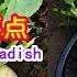 How To Grow Radish 5 Tips To Grow Big And Beautiful Radishes Click CC To See English Subtitles