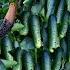 Harvesting Cucumbers Pickle Making And Lemon Chicken Recipe