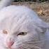 Angry White Cat Is Having Its Angriest And Most Aggressive Day Today