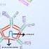 Immunoglobulin Isotypes Antibody Classes