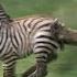 Lioness Chases Zebra Nature S Great Events BBC One