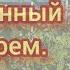 Ремонтантный сорт малины Полка Как всегда безотказный