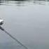 Boy Catches Fish In Record Time