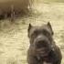 Cane Corso Attack Dozer Jaws Play