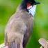 Beautiful Bulbul Birds Sound