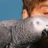 Apollo The Genius Parrot Guinness World Records