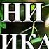 МУЗЫКА ГРИБНИКАМ ПЕСНИ ГРИБНИКАМ ТИХАЯ ОХОТА ЗА ГРИБАМИ МУЗЫКА И ПЕСНИ НА ГРИБАЛКУ