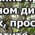 Осина при сахарном диабете экземах простатите панкреатите поносе мигрени и даже раке