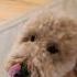 GOLDENDOODLE LICKING HER CHOPS FOR MCDONALD S YO Dog