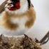 Щеглы на ослиннике и репейнике Carduelis Carduelis Птицы Беларуси