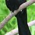 Asian Koel Cuckoo Bird Shorts