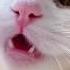 Cat Meowing Cat Voice Cute Cat Voice Short Video Shorts Cat Catlover