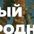 Тополь черный в народной медицине народные рецепты и полезные свойства Захар Травник