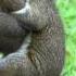 SQUIRRELS HAVING SEX PURE NATURE