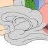 Frontal Lobe Cerebral Cortex Lecturio