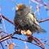 Красношапочный вьюрок Red Fronted Serin Serinus Pusillus