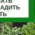 АПТЕКАРСКИЙ САД какие пряные и лекарственные травы посадить как ухаживать