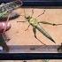 Hunt Down The Giant Grasshopper King Catch Hairy Caterpillars Dragonflies Chameleons Katydids