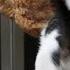 Epic Cat Fights Of 2024 The Fur Flies In This Hilarious Compilation