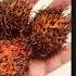 What Fruit Is Red Hairy And Delicious Rambutan