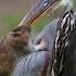 Magnificent Great Blue Heron Has An Epic Week