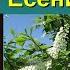 Черемуха душистая Есенин С А Черемуха душистая