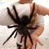 Little Girl Let S Huge Pet Tarantula Crawl On Her Shorts