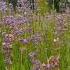 The Nature Mill Toning Lavender Mist From Kashmir