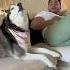 Farting Prank On My Talking Husky SHE GOT MAD Husky Dog Shorts Funnyvideo