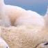 Arctic Animals 4K Amazing Scenes Of Arctic Wildlife Scenic Relaxation Film