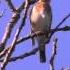 Дрозд Рябинник Turdus Pilaris в начале осени в лесу