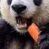 Cute Panda Eating A Carrot